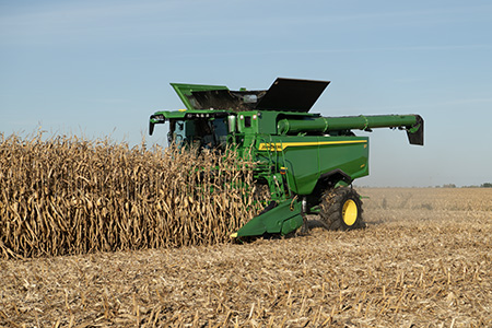 Harvesting in corn