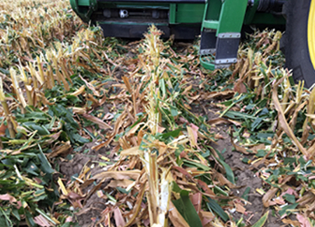 Stalk residue dropped on top of the row