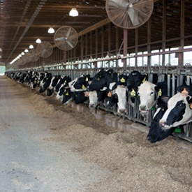 Vaches de race Holstein mangeant des céréales fourragères