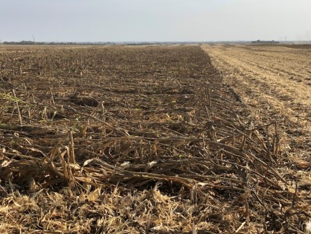 Wind damaged corn can be very difficult to harvest