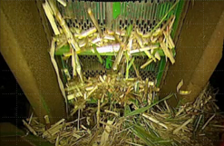 Flow of cane being scanned
